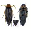 Anaspis regimbarti